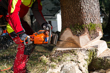 Tree cutting and felling service in Louisville, Kentucky