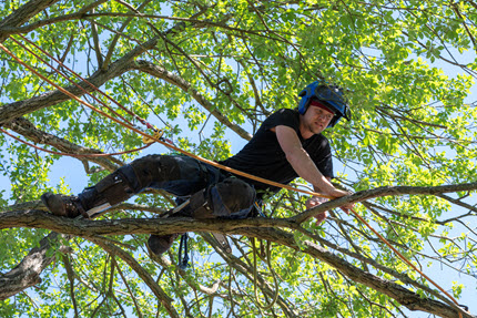 Tree trimming and pruning service in Louisville, Kentucky