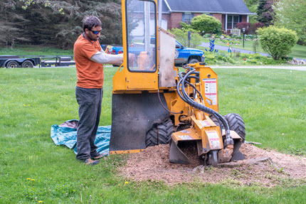 Stump grinding service in Louisville, Kentucky