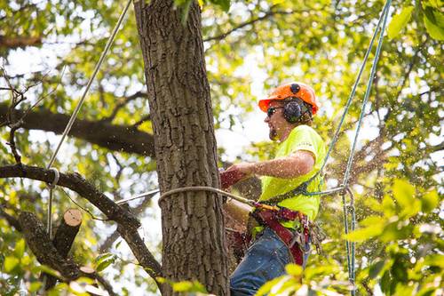 Arborist performing a tree felling service in Louisville