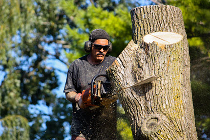 Arborist performing tree removal service in Louisville