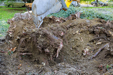 Tree stump and root removal service in Louisville