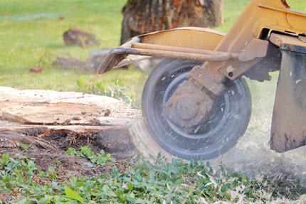 Stump grinder removing a tree stump in Jefferson County, KY