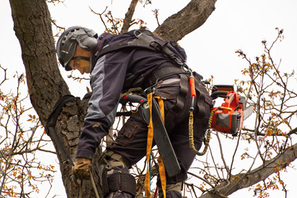 Arborist performing tree trimming service in Louisville