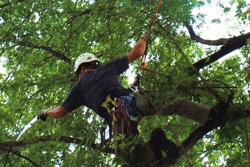 Tree pruning in Louisville, Kentucky